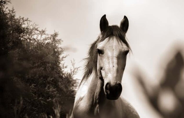 Breeders’ Cup Current Odds: Who Is Favored To Win?